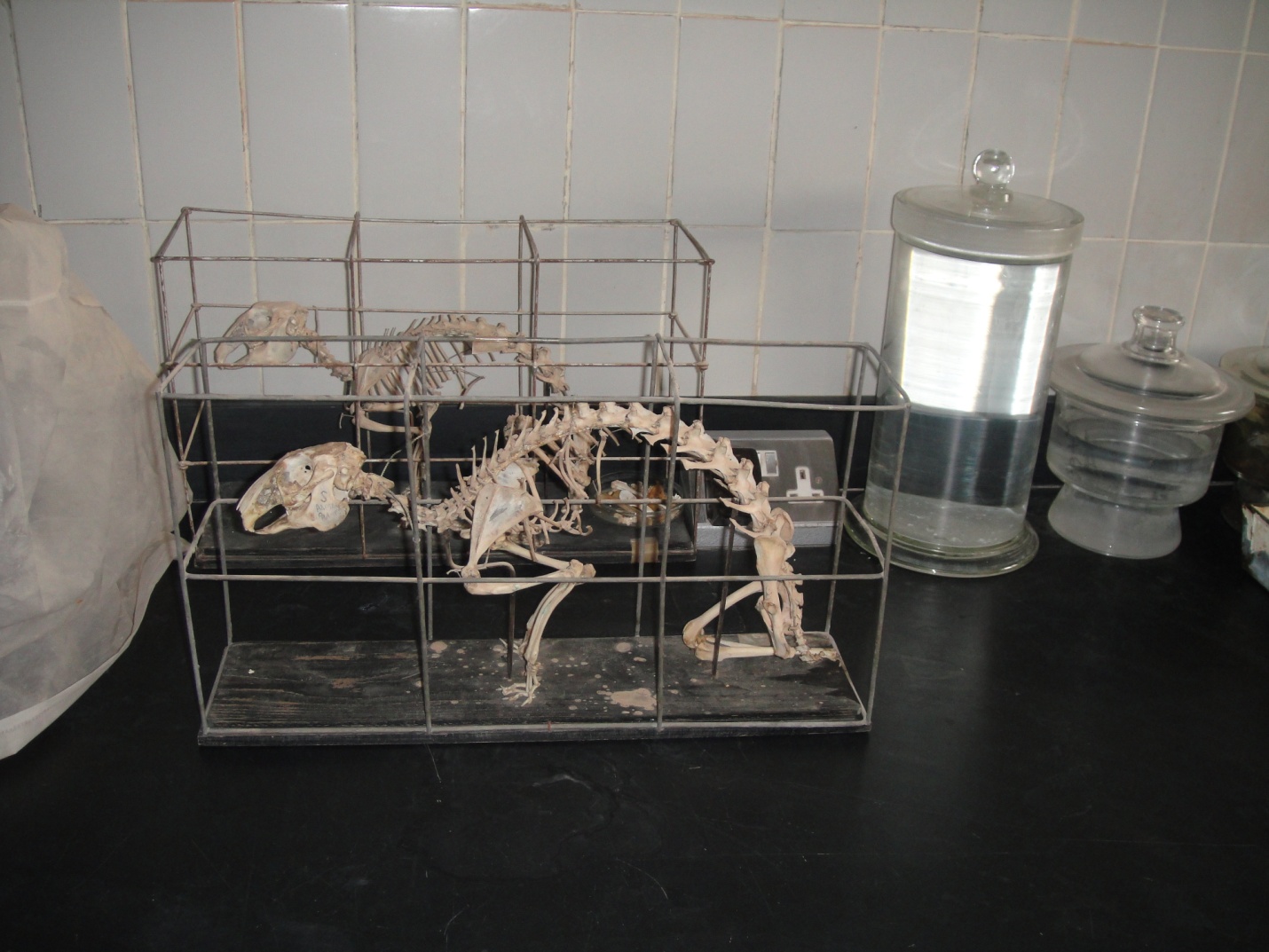 صور مختبر التشريح