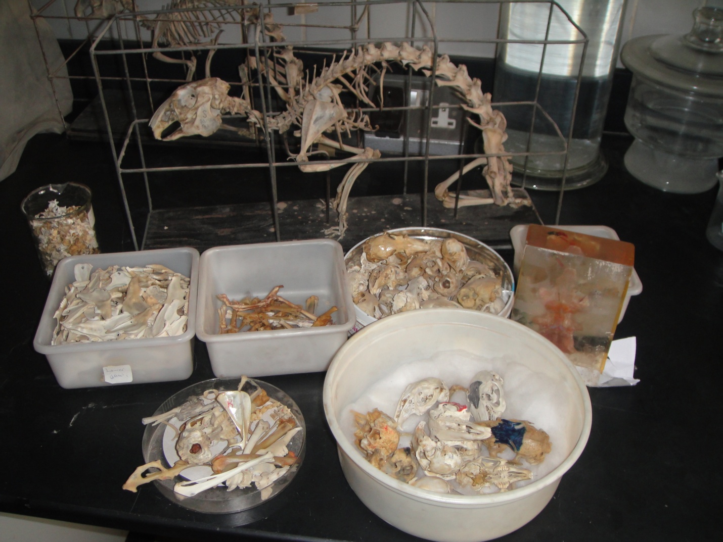 صور مختبر التشريح