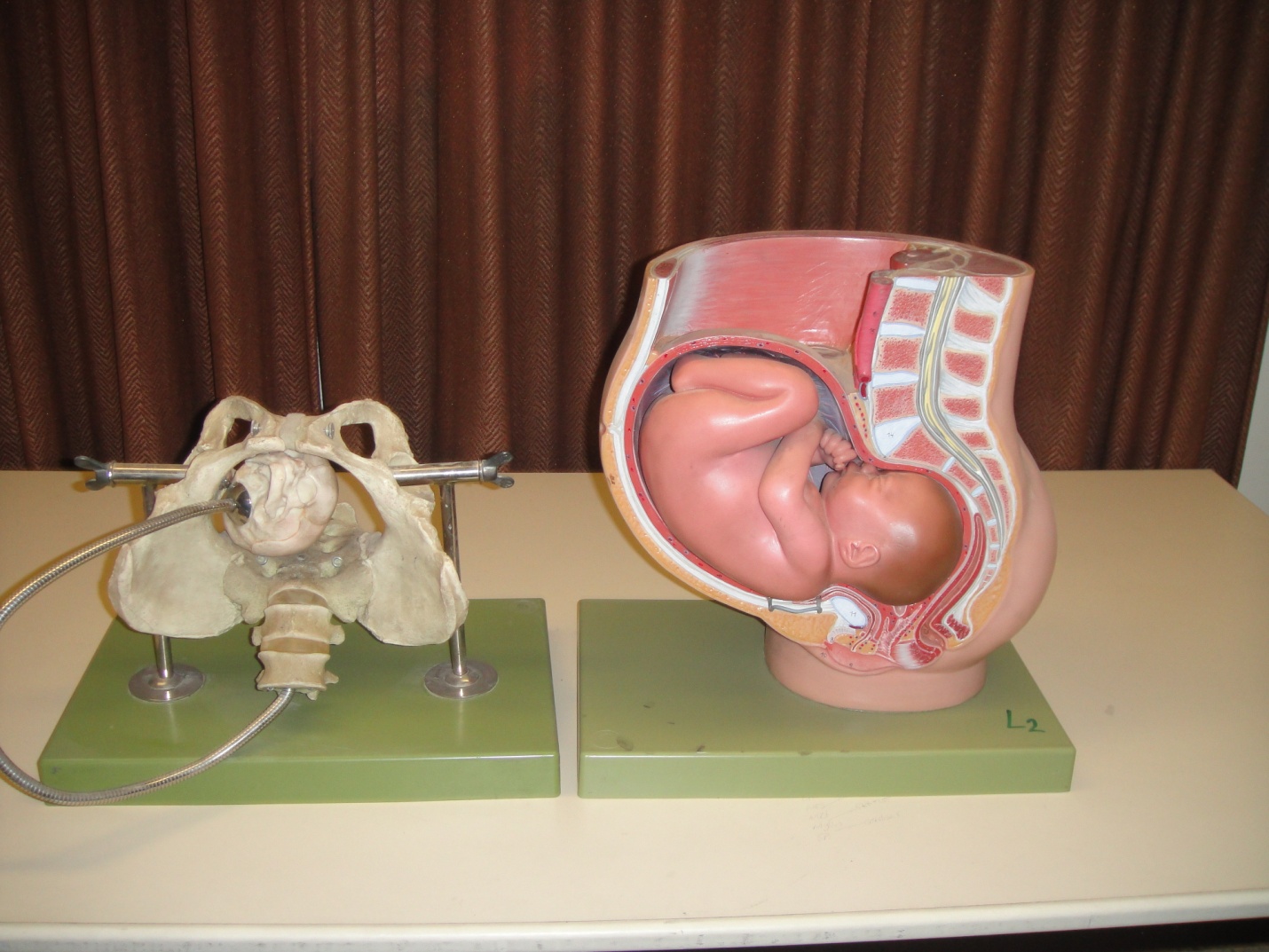 صور مختبر التشريح