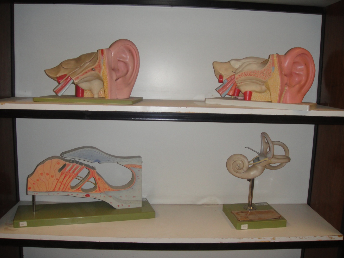 صور مختبر التشريح