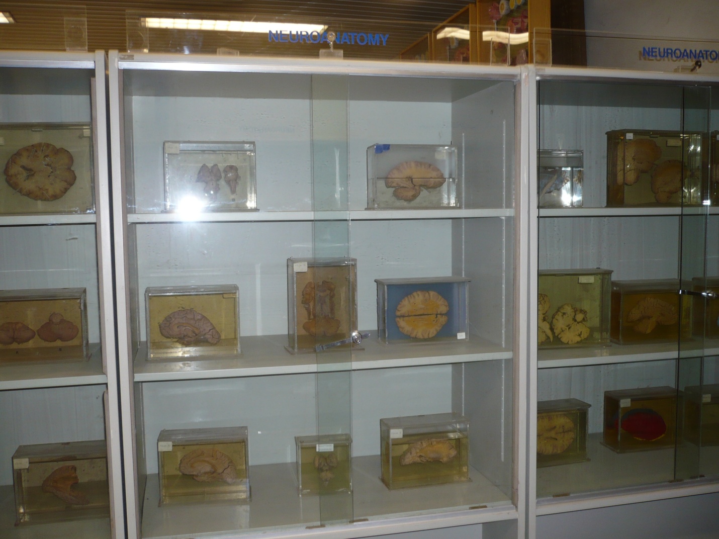 صور مختبر التشريح