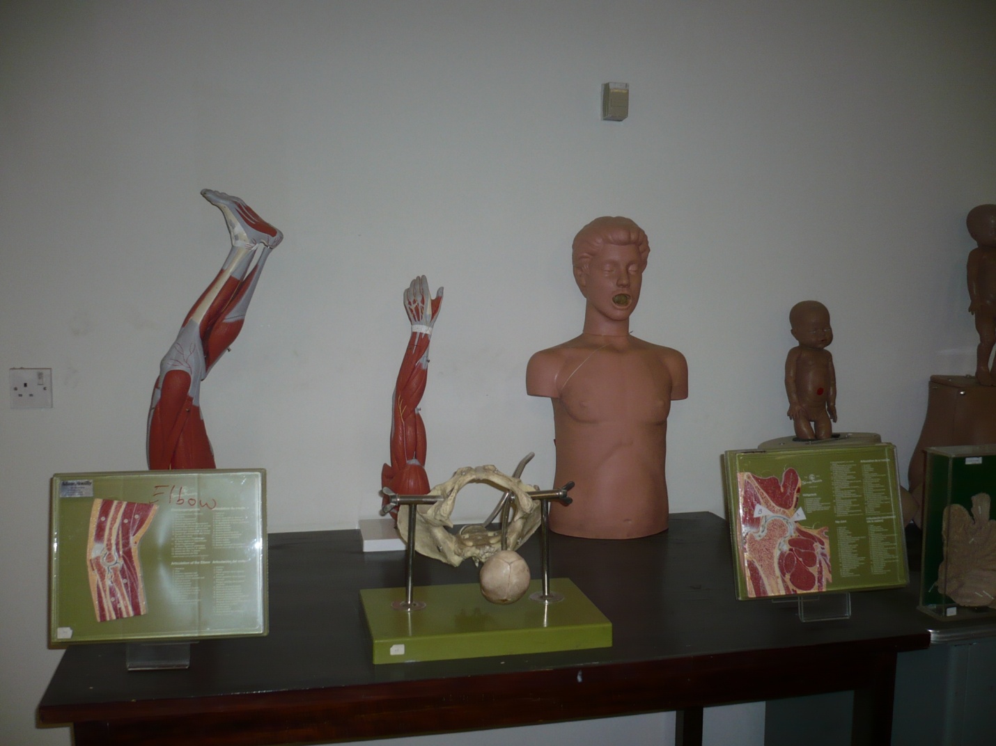 صور مختبر التشريح