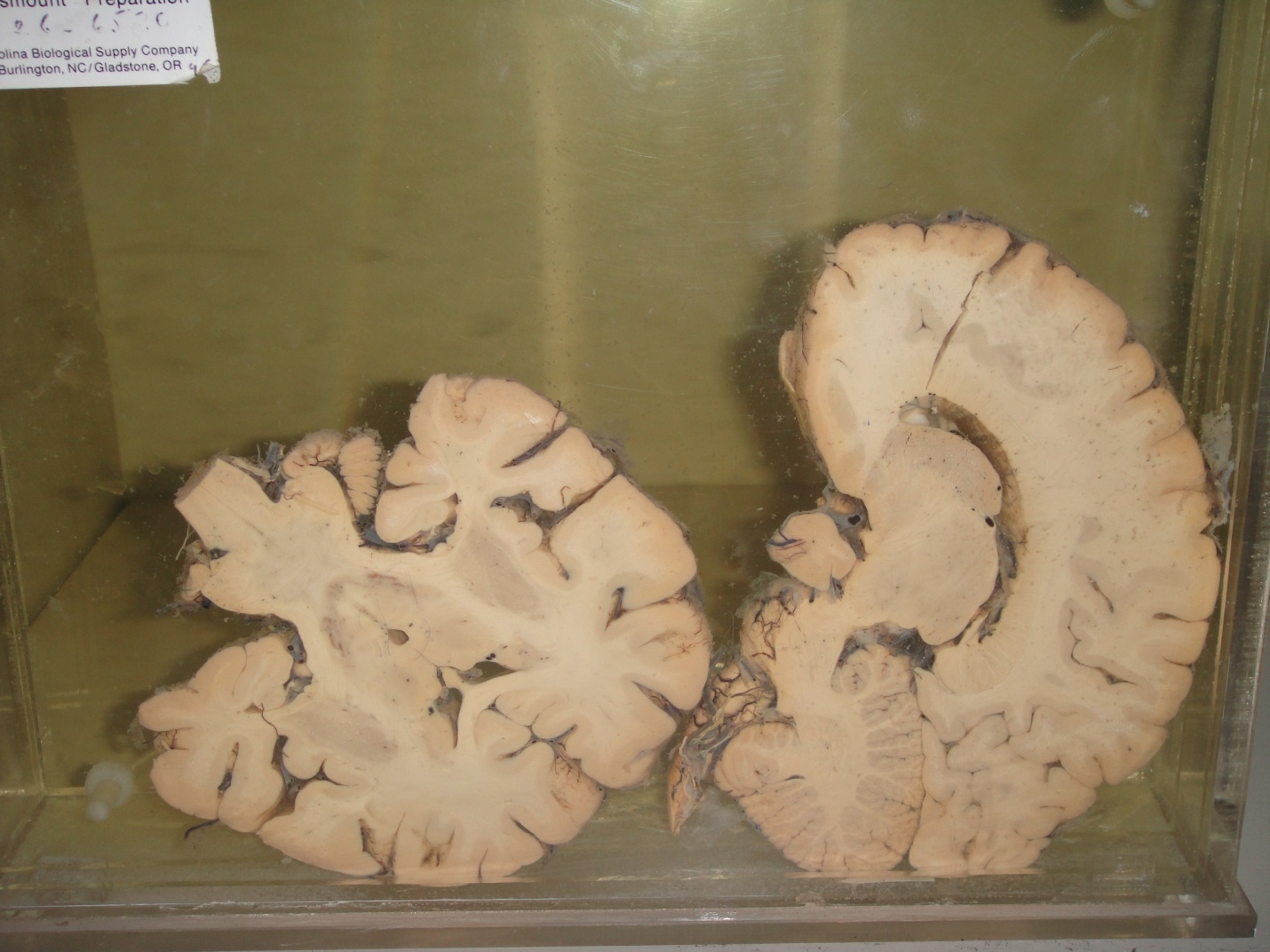 صور مختبر التشريح